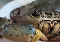 平潭金鲟价格多少?去哪里买?平潭金鲟糯米饭做法及功效