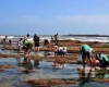 平潭赶海攻略时间表 平潭赶海地点有哪些?