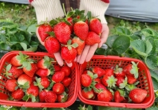 平潭草莓园在什么地方?平潭草莓采摘园多少钱?