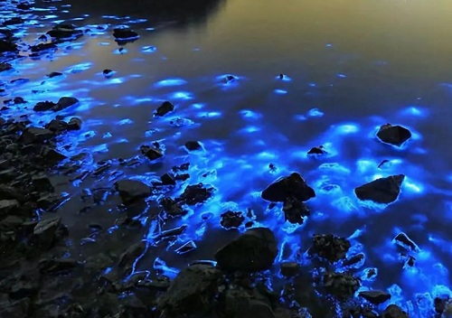 夜光藻荧光海